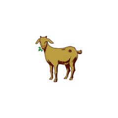goat on white background