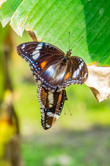 Hypolimnas bolina - Varied Eggfly mating on a tree branch during the day.