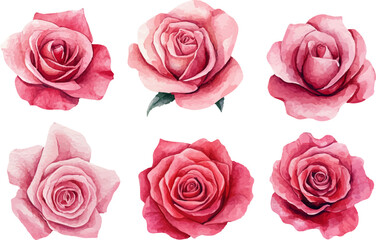set of pink roses isolated
