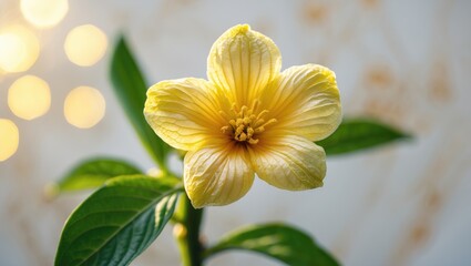 Obraz premium Gorgeous lemon flowers blooming on a plant against a selectively blurred background. Macro image with bokeh effect. Close-up.