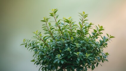 Obraz premium blurred background featuring a bush
