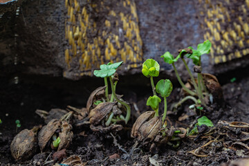 Rosella seeds that grow naturally in the soil from flowers