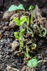 Rosella seeds that grow naturally in the soil from flowers