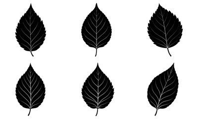 Beech Leaf Silhouette vector illustration
