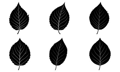 Obraz premium Beech Leaf Silhouette vector illustration