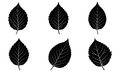 Beech Leaf Silhouette vector illustration