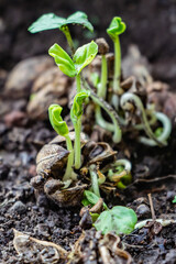 Rosella seeds that grow naturally in the soil from flowers