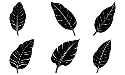 Obraz premium Banana Leaf Silhouette vector illustration