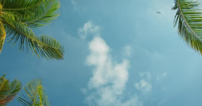 Palm leaves frame blue sky with magnificent frigatebirds soaring in the air on coast of the Yucatan Peninsula Mexico