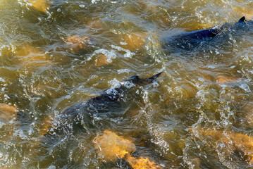 Nature; sturgeon; lake sturgeon; fish; animal; wild; wildlife; spawning; water; river; rapids; dam;...
