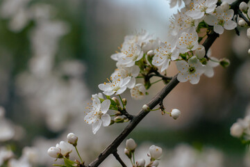 A branch of a flowering tree