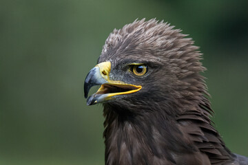 Steinadler