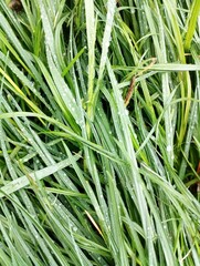 Green grass with water drops close up