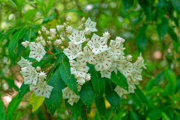 White mountain laurel flowers