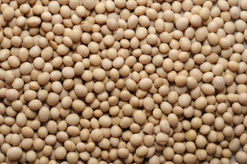 Soy bean close up