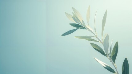  Olive branch with soft shadow on pastel background