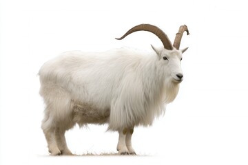 Fototapeta premium Majestic white mountain goat stands gracefully among a serene snowy landscape with long curved horns shining in soft light