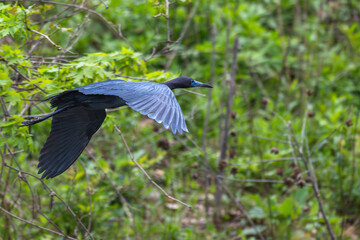 Little blue heron in flight past bright green tree leaves.