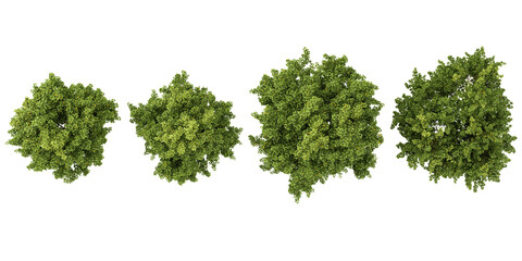 Collection of Platanus trees on transparent background from the top view
