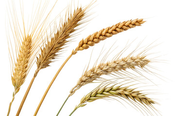 Wheat ears isolated on white