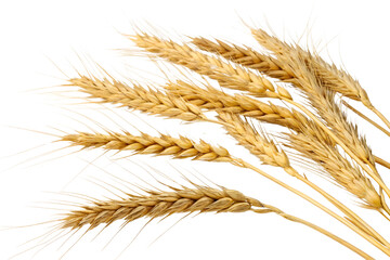 Wheat isolated on white background