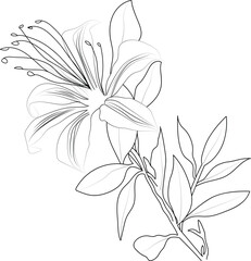 Obraz premium Vector floral background honeysuckle flowers, detailed flower coloring pages printable, honeysuckle flower line art, creative flower drawings, honeysuckle flower doodle tattoo for arms