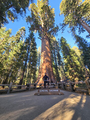 Obraz premium A man standing near the General Sherman Tree in Sequoia National Park, California. The image captures the scale and majesty of the world's largest tree alongside a human figure for perspective.