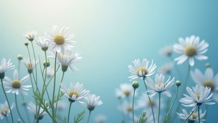 Serene white daisies blooming under sunlight on a clear blue day