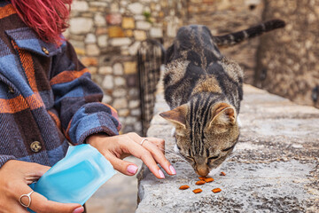 Person feeding a striped cat on a historic stone wall, showcasing interaction between human and animal in a rustic setting