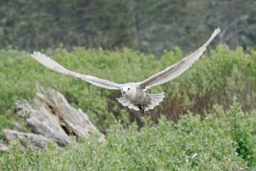   Seagull with wings spread in flight.