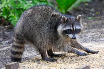  Rascally raccoon stealing the bird seeds.