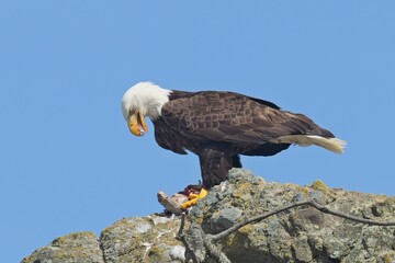  Bald eagle on rock with bird in claw.