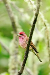   Portrait of a purple finch on a branch.