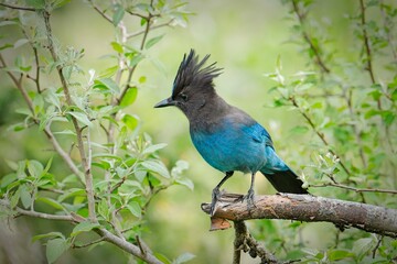  Stellar's Jay on end of branch.
