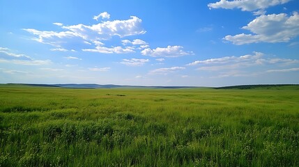 Obraz premium Expansive field of vibrant green grass under a vast blue sky.