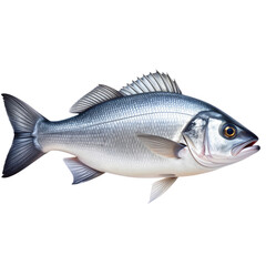 Fototapeta premium Untitled design - !“Fresh Whole Sea Bass with Silvery Scales, Isolated on Transparent Background