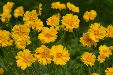 オオキンケイギク