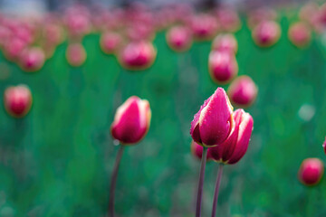 Red-white tulips stand out against a soft emerald blurred background, creating a vibrant spring...