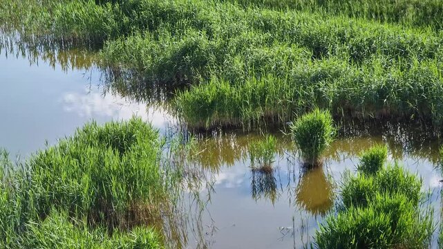 Wetland scene with lush green vegetation embracing a calm body of water. Dense grass and reeds biodiversity. Peaceful ambiance and rich natural beauty landscape, conservation and sustainability