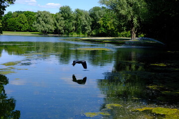 Graceful Flight Over the Lake