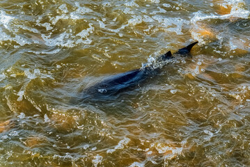 Fototapeta premium Lake Sturgeon Spawning At The Fox River Dam And Rapids At De Pere, Wisconsin, In Spring