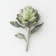 Fototapeta premium Artichoke flower close up photograph on a white background