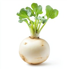 Turnip with green leaves isolated on a white background