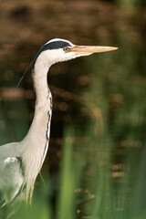 Grey heron at a lake in the sunlight.
