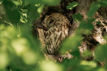 Tawny owl sleeping in a forest during daytime.