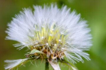 Delicate dandelion seeds showing intricate patterns in parque da paz, almada, portugal