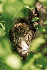 Tawny owl sleeping in a forest during daytime.