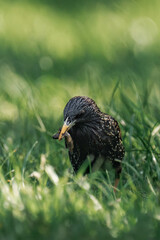 Common starling (Sturnus vulgaris) with caterpillars in its beak.