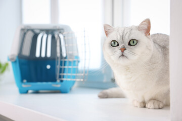 Cute cat and pet carrier on windowsill indoors, selective focus