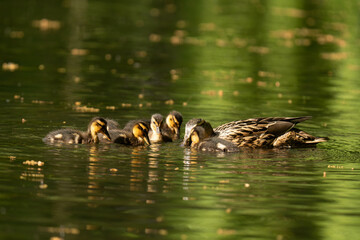 Mallard ducklings swimming on a lake with their mother in the sunlight.